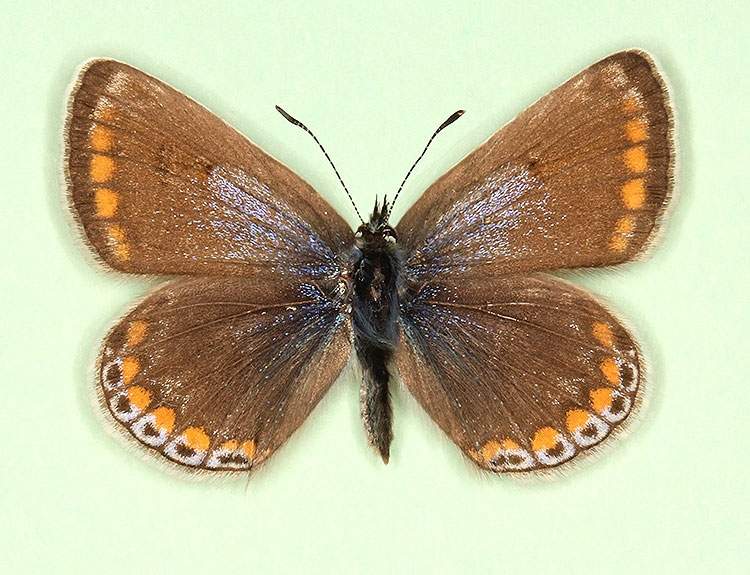 Polyommatus icarus female (aberrant form aurescens) (Internet Image property of respective owner, non-commercial use only)